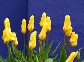 Beautiful yellow tulips flowering against a dark blue wall photo