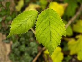 Two leaves on an elm tree catching sunlight photo