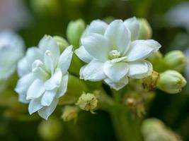 Closeup of a two white flowers on a Kalanchoe plant photo