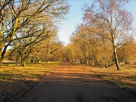 Línea de carril del país con árboles y arcenes de hierba en invierno la luz del sol en skipwith común North Yorkshire, Inglaterra foto