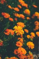 hermoso fondo de calendula officinalis foto