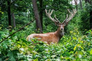 Deer in the forest photo