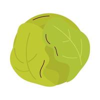 lettuce vegetable icon vector design