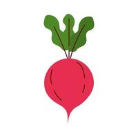 radish vegetable icon vector design