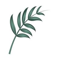 branch foliage vegetation with leaves icon isolated vector