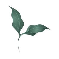 branch foliage botanical nature icon isolated vector