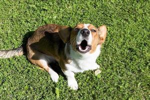 Sonrisa de perro corgi y feliz en día soleado de verano foto