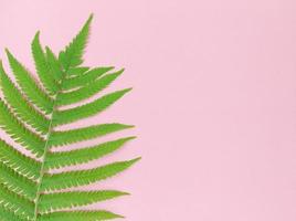 Green fern leaf on pink background with copy space. photo