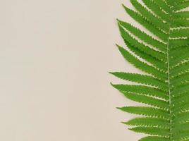 Green fern leaf on beige background with copy space.
