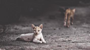 dos gatos en una relación muy complicada. dos gatos domésticos que se divierten juntos al aire libre. foto