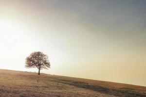 solo árbol en el prado. solo árbol capturado en el prado en la montaña rajac, serbia. foto