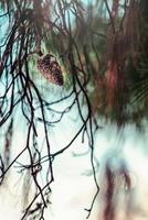 Close up of pine cone trees in the summer. Pinecone tree with one cone on their branches. photo