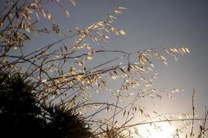 Beautiful calming dry grass background. Dry grass view during the sunrise photo