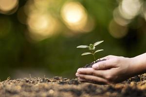 manos humanas plantando plántulas o árboles en el suelo día de la tierra y campaña de calentamiento global. foto
