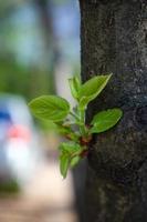 Ramita verde joven que crece en el tronco de un árbol foto