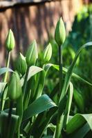 capullos de tulipanes verdes cerrados y hojas largas