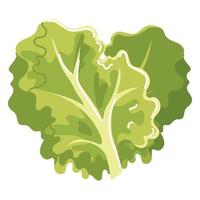 lechuga vegetal fresca vector