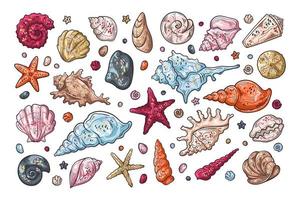 Vector sketching illustrations. Different types of seashells.