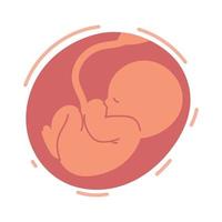 bebé en el útero vector