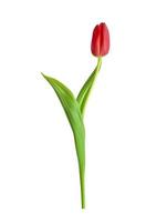 Naturalistic 3D view of red blooming tulip with green leaves on white background. vector