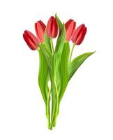 Realistic 3D Tulip Flower Isolated on White Background vector