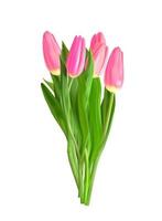 Realistic Pink Tulips Flower Bouquet Isolated on Transparent Background vector