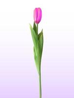 Naturalistic 3D view of pink blossoming tulip on white background vector