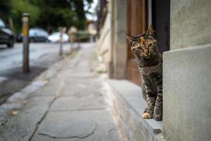un gato en las calles de Florencia foto