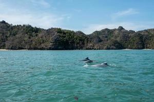 Tour de delfines en manglares en kilim karst geoforest en langkawi foto