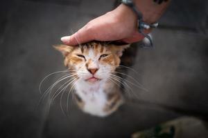 Un gato callejero en Bodrum en Turquía foto