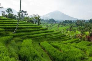 The Tegallalang Rice Terraces in Bali in Indonesia photo