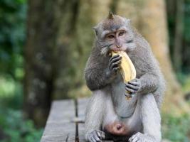 Monkey in Ubud Monkey Forest photo