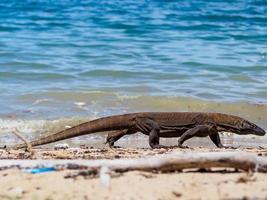 Lagarto monitor en la isla de Komodo en Indonesia foto