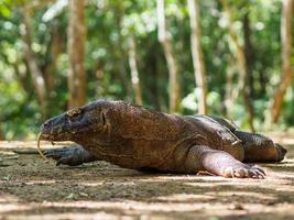 Lagarto monitor en la isla de Komodo en Indonesia foto