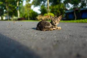 un joven gato callejero en yogyakarta foto