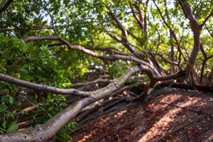 The Anping Tree House in Tainan in Taiwan photo