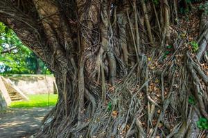 Large tree with roots in Tainan in Taiwan photo