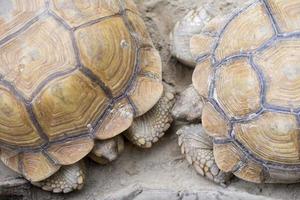 Aldabra giant tortoise photo