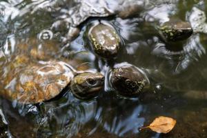 pequeñas tortugas marinas en nagoya foto