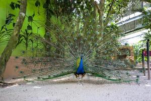A Peacock shows its feathers photo