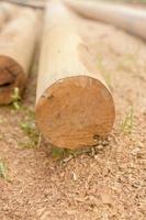 Wood pole for building structure photo