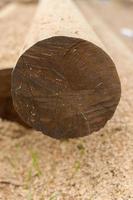 Wood pole for building structure photo