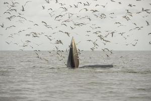 la ballena de Bryde, la ballena del Edén, comiendo pescado en el golfo de Tailandia. foto