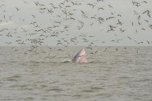 la ballena de Bryde, la ballena del Edén, comiendo pescado en el golfo de Tailandia. foto