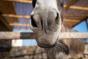 A donkey on Kos Island in Greece photo