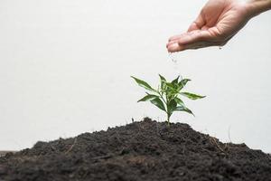 Human hand planting a tree on white background, Save earth concept