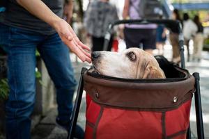 A dog in a box in Tokyo photo