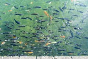 Carps at Confucius temple in Taipei photo