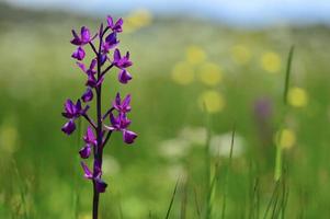 orquídea de jersey reino unido primavera flores silvestres foto