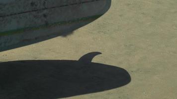 l'ombre d'une planche de surf longboard et son aileron sur la plage. video